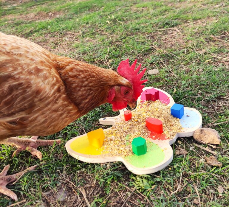 Pollon, gallina che gioca con i colori