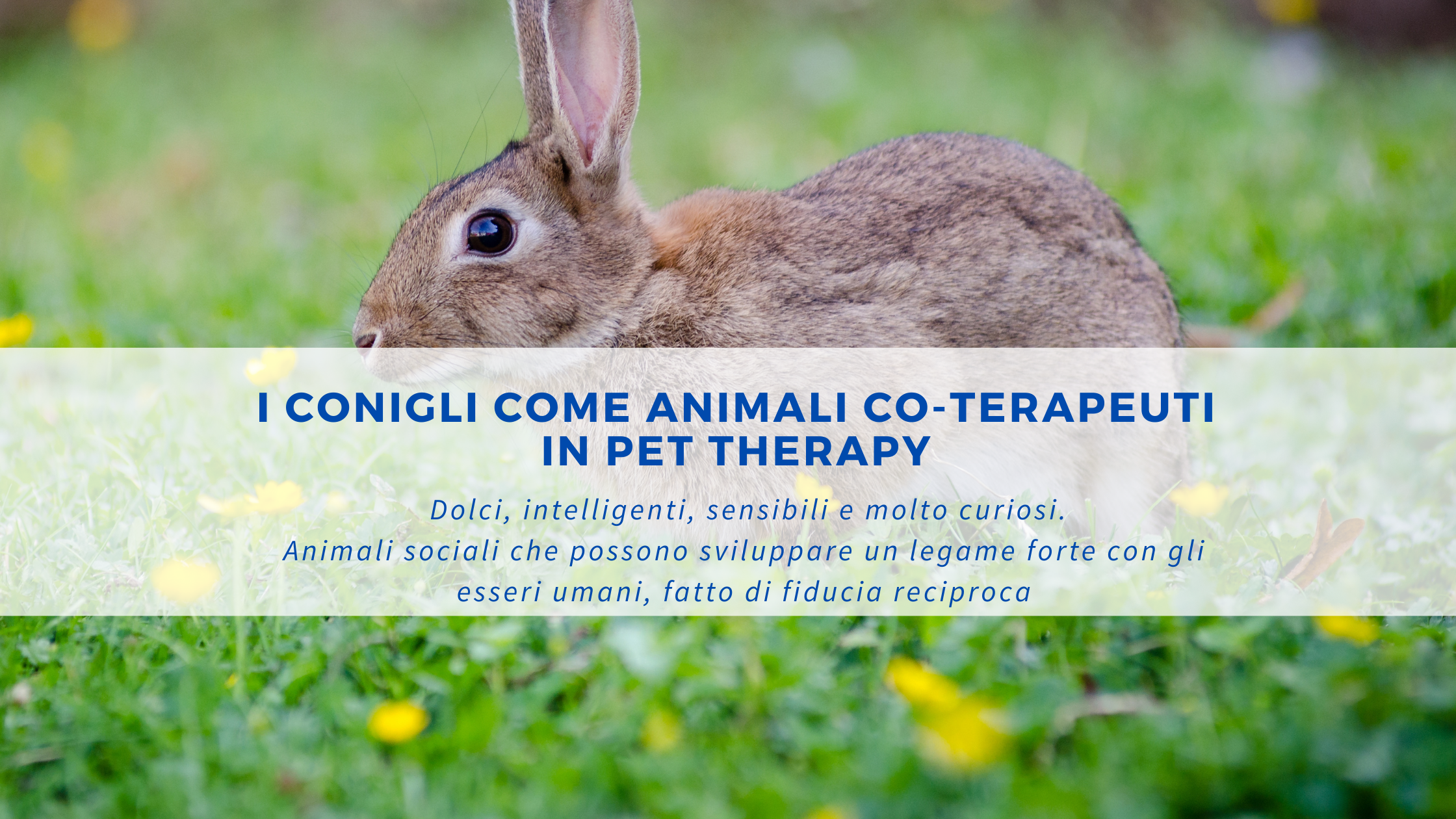 I Conigli come Animali Co-terapeuti nella Pet Therapy